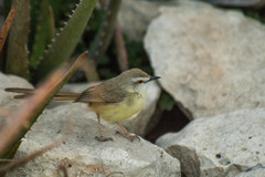 Prinia flavicans