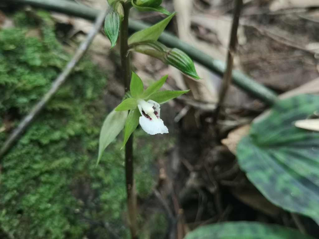 Collabium chinense