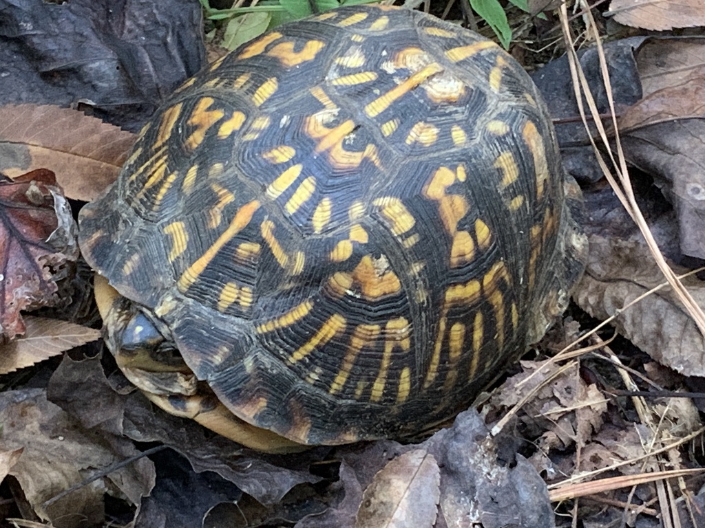 Eastern Box Turtle in October 2024 by katz86 · iNaturalist