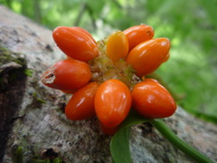 Anthurium flexile