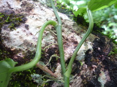 Anthurium flexile