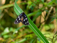 Exsula dentatrix albomaculata