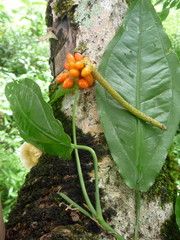 Anthurium flexile