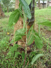 Anthurium flexile