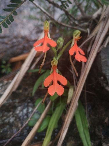 Image of Habenaria rhodocheila by no rights reserved
