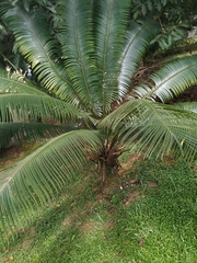 Cycas rumphii