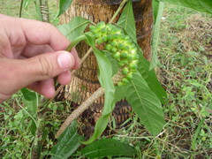 Anthurium flexile