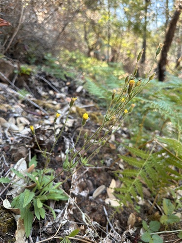 Image of Arnica spathulata by (c) Matt Berger, some rights reserved (CC BY)