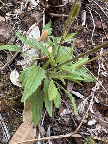 Image of Arnica spathulata by (c) Matt Berger, some rights reserved (CC BY)