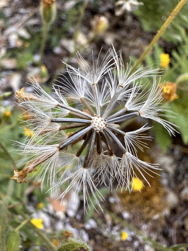 Image of Arnica spathulata by (c) Matt Berger, some rights reserved (CC BY)