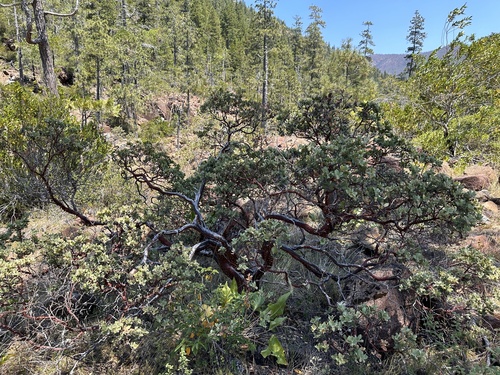 Image of Arctostaphylos nortensis by (c) Matt Berger, some rights reserved (CC BY)