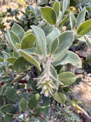 Image of Arctostaphylos nortensis by (c) Matt Berger, some rights reserved (CC BY)