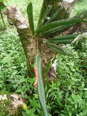 Anthurium bakeri