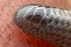 Peter's Thread Snake photo 3