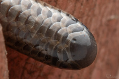 Peter's Thread Snake photo 4