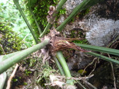 Anthurium bakeri