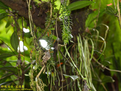 Phlegmariurus phlegmaria