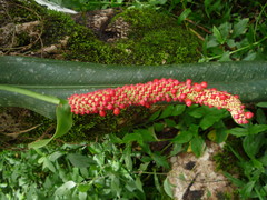 Anthurium bakeri