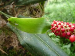 Anthurium bakeri