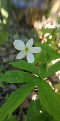 Anemonastrum dichotomum