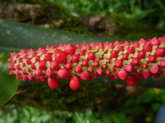 Anthurium bakeri