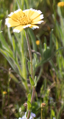 Layia chrysanthemoides