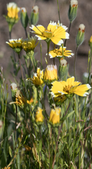 Layia chrysanthemoides