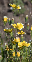 Layia chrysanthemoides