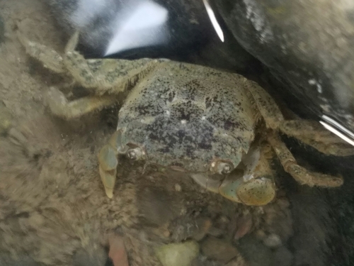 Yellow Shore Crab, photo 5 of 10