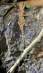 Acanthosaura lepidogaster