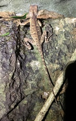 Acanthosaura lepidogaster