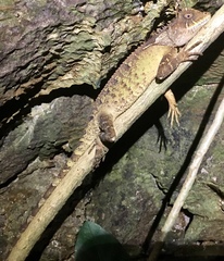 Acanthosaura lepidogaster