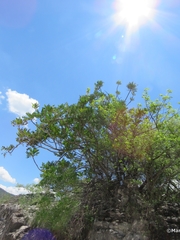 Pseudosmodingium virletii