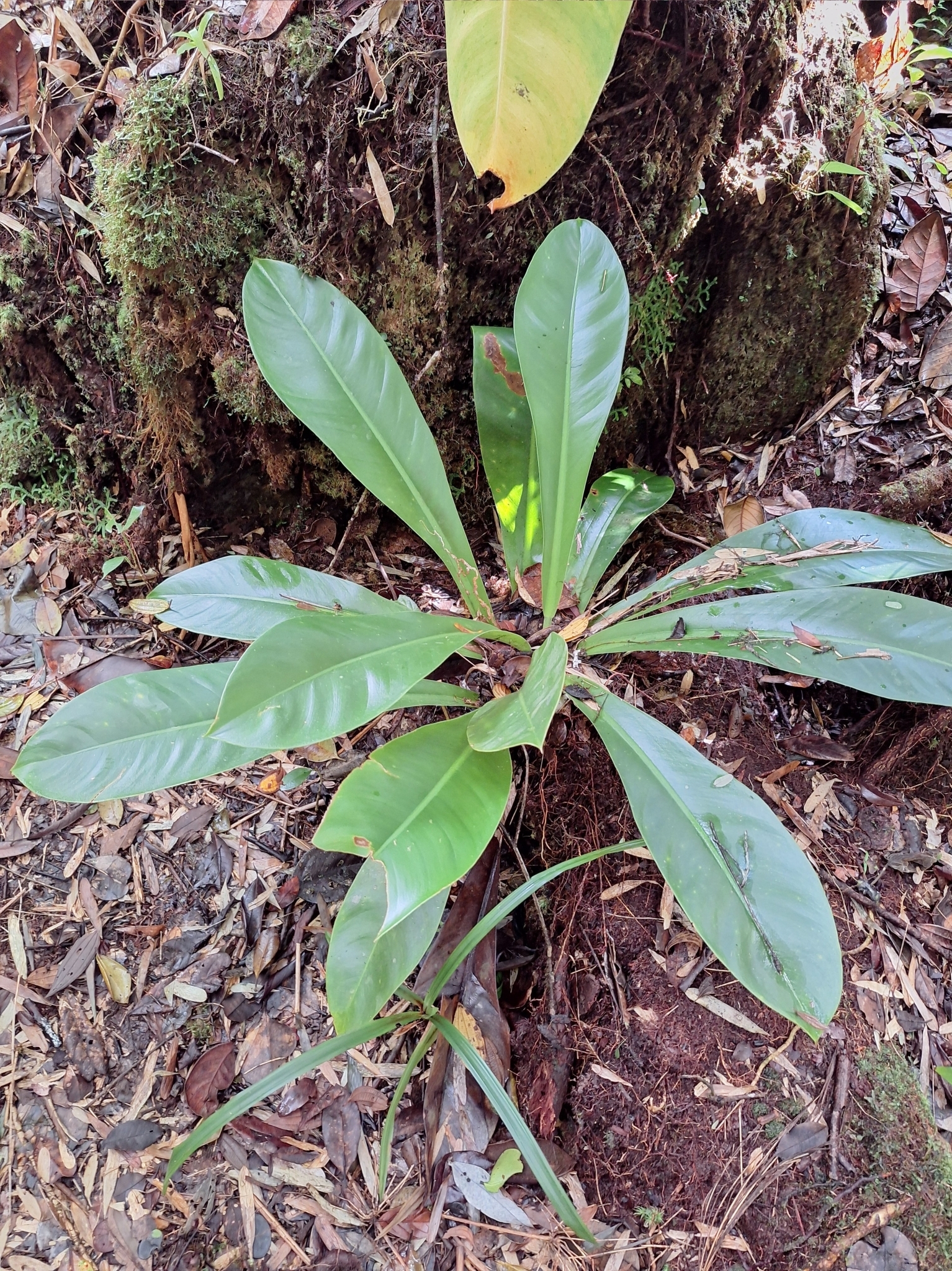 Philodendron insigne