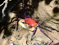 Tiwaripotamon edostilus