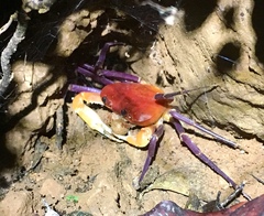 Tiwaripotamon edostilus