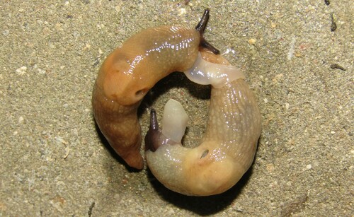 Deroceras caucasicum