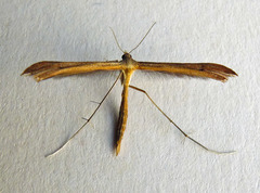 Stenoptilia pterodactyla