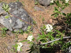 Callophrys