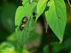 Lamprocoris lateralis