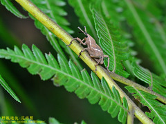 Cryptoderma formosense