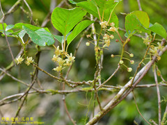 Actinidia callosa discolor