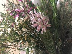 Paranomus spathulatus