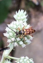 Typocerus velutinus