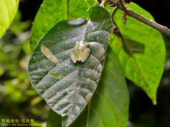 Kurixalus eiffingeri