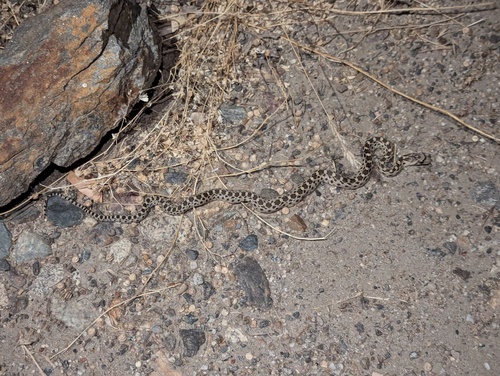 iNaturalist observation photo of Gopher Snake