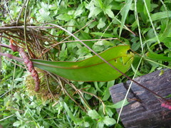 Anthurium gracile