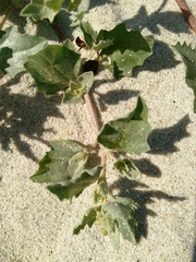 Atriplex laciniata