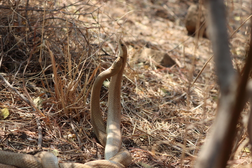 Blonde Hognose Snake