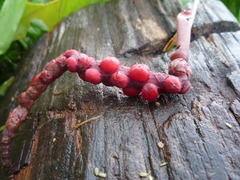Anthurium gracile